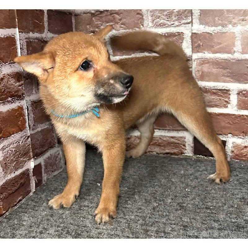 販売中の福岡県の豆柴-417543の4枚目