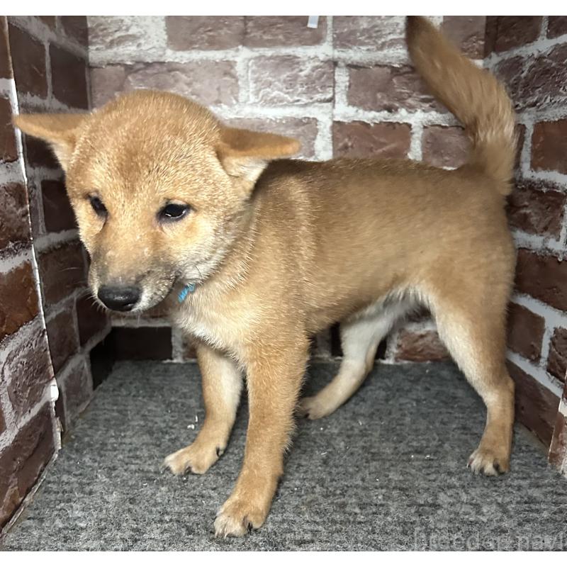 販売中の福岡県の豆柴-417543の3枚目