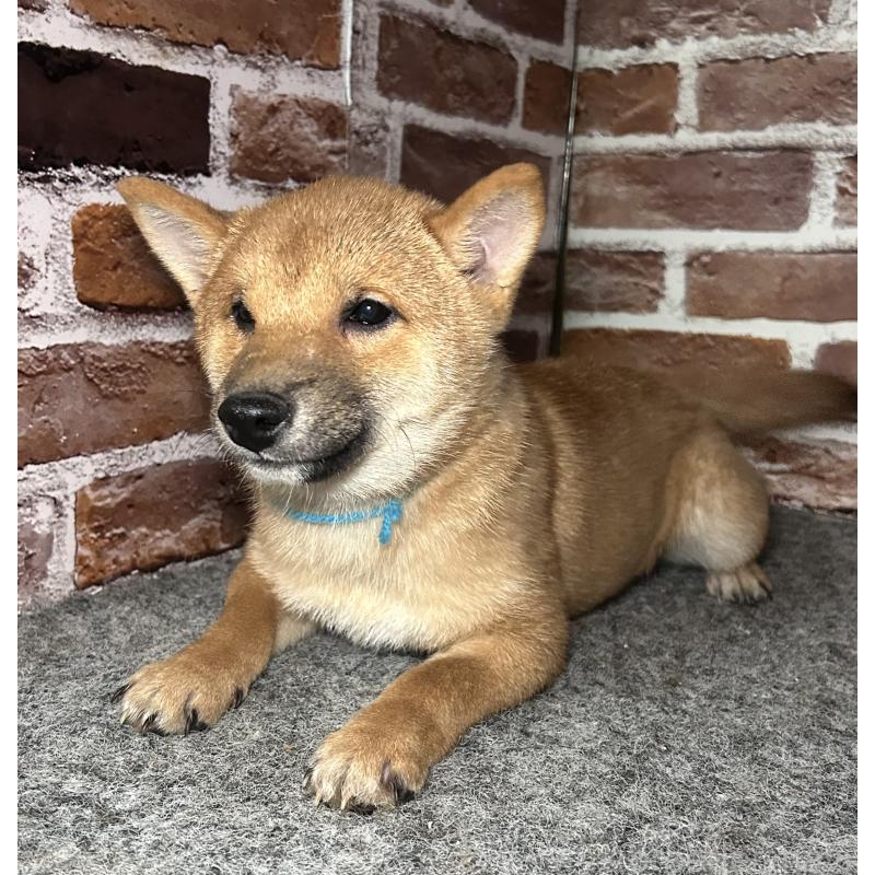 販売中の福岡県の豆柴-417543の2枚目