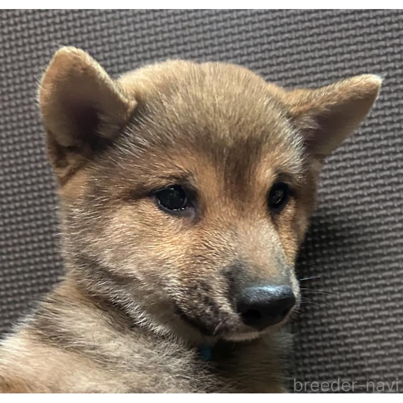 販売中の福岡県の豆柴-433926の12枚目