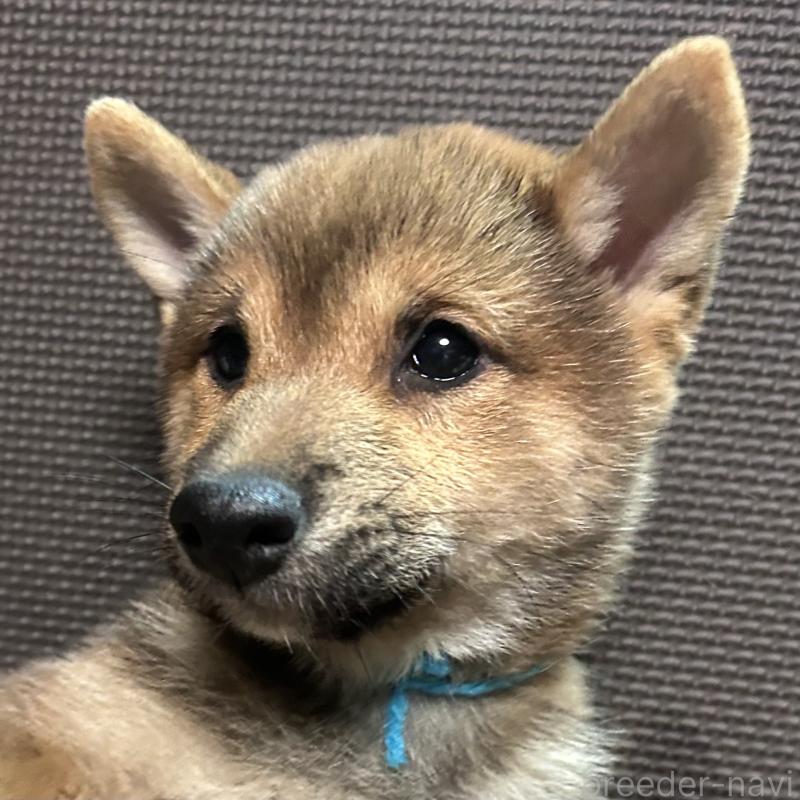 販売中の福岡県の豆柴-433926の11枚目