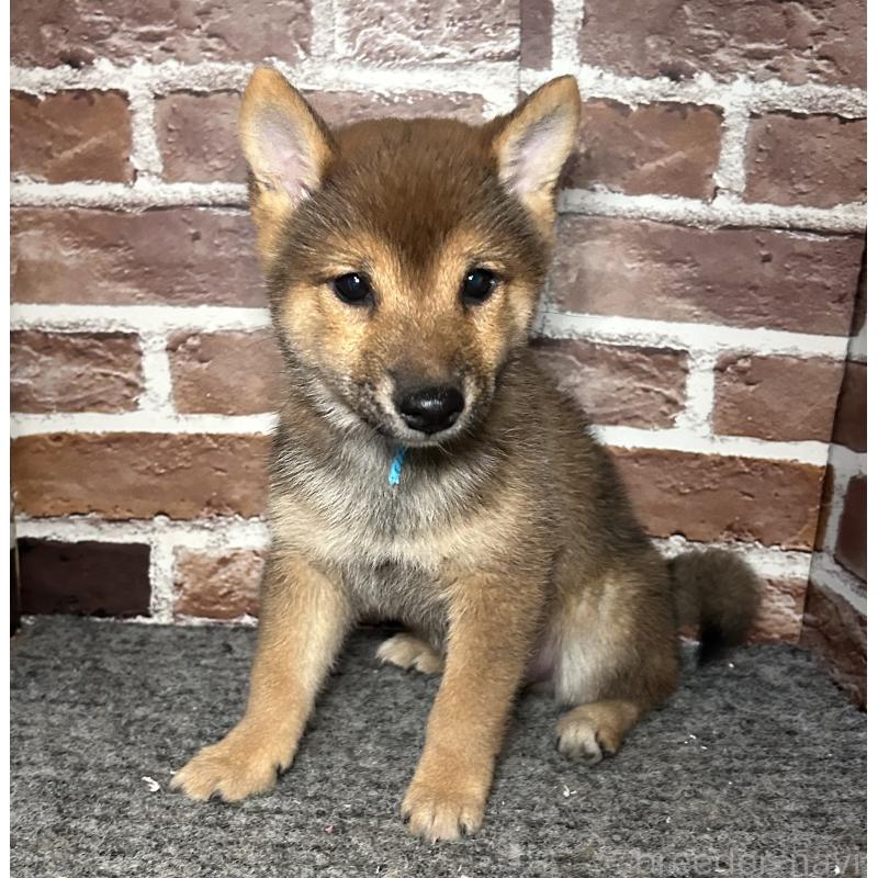 販売中の福岡県の豆柴-433926の10枚目