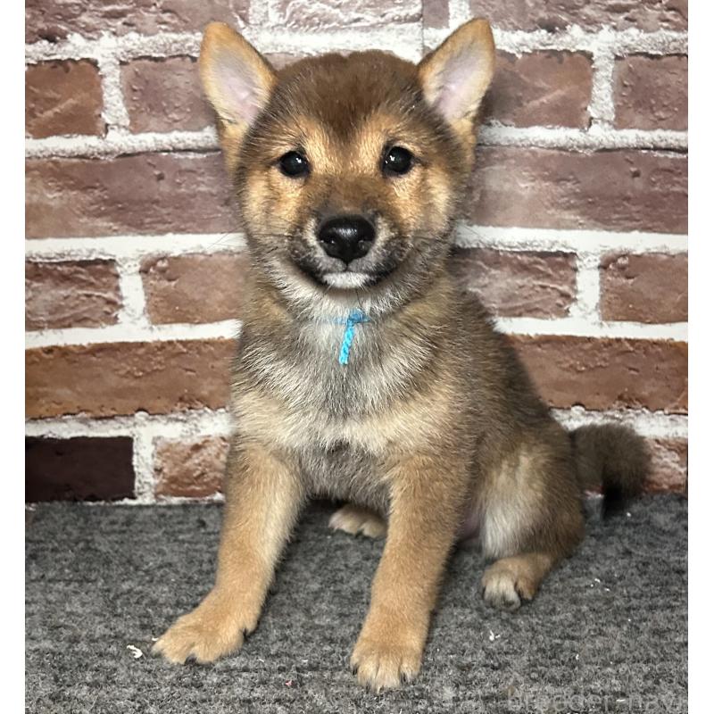 販売中の福岡県の豆柴-433926の9枚目