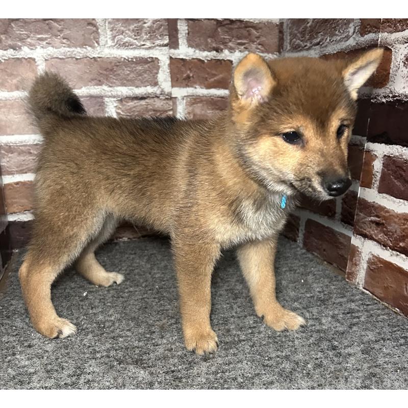 販売中の福岡県の豆柴-433926の8枚目