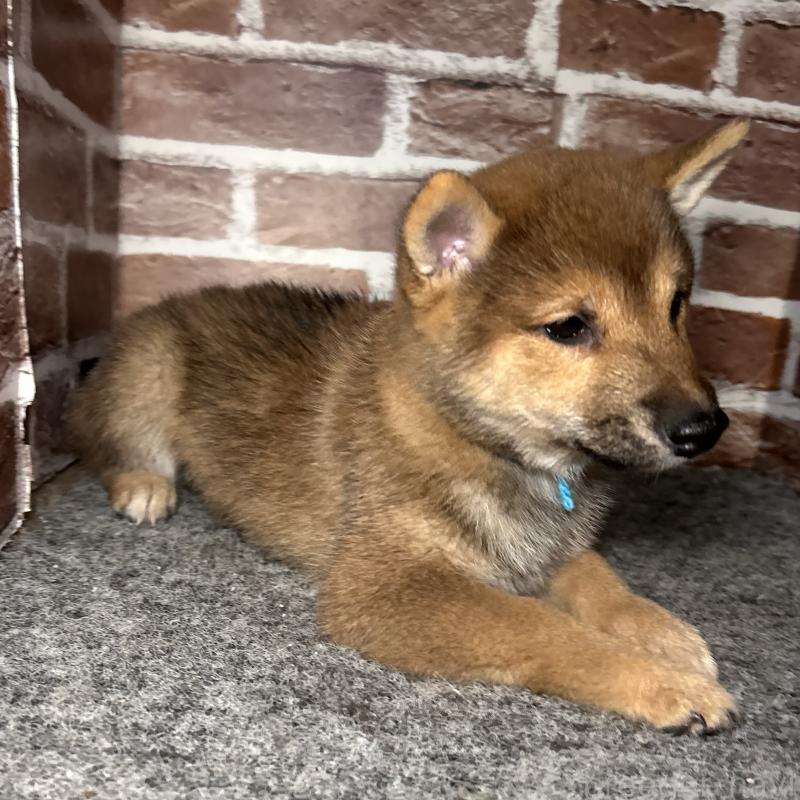 販売中の福岡県の豆柴-433926の7枚目