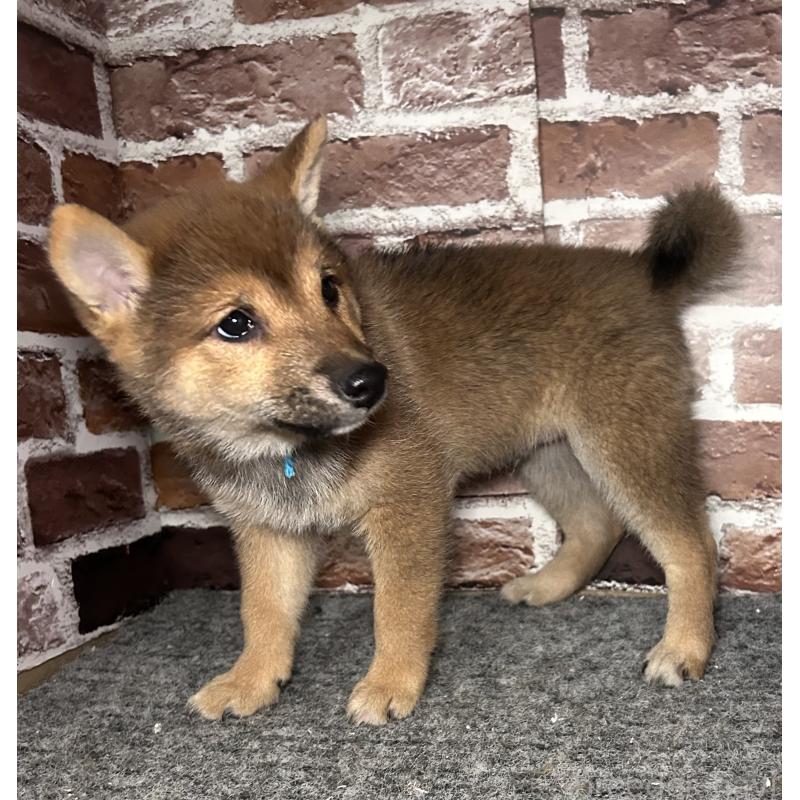 販売中の福岡県の豆柴-433926の6枚目