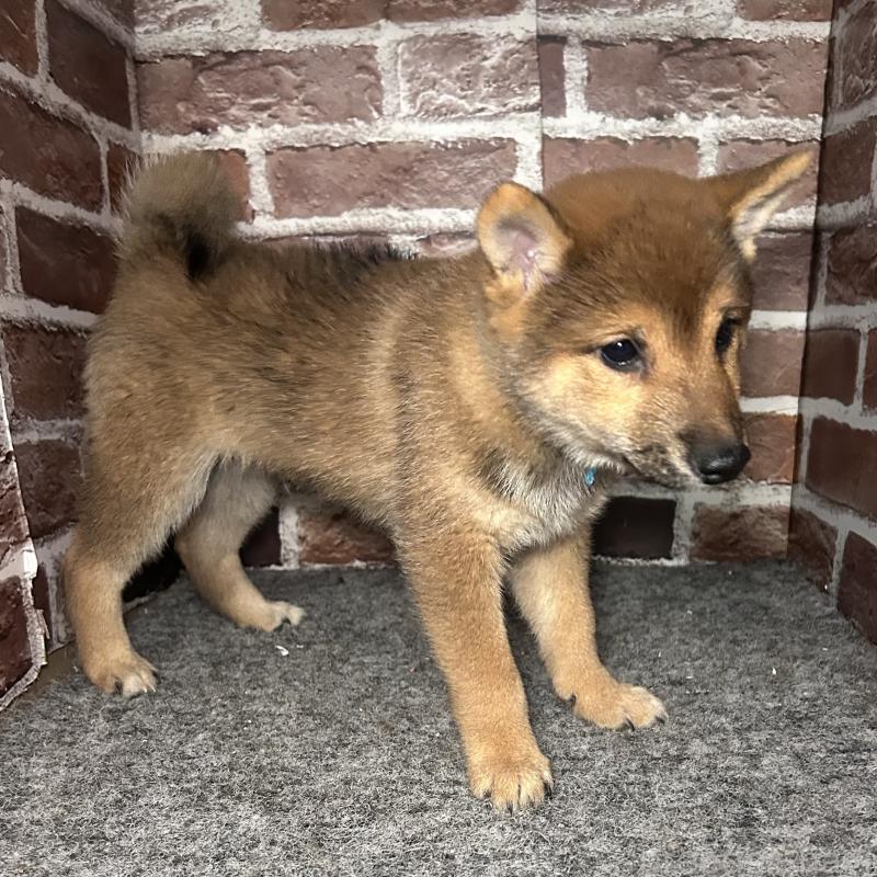 販売中の福岡県の豆柴-433926の5枚目