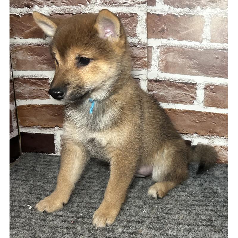 販売中の福岡県の豆柴-433926の4枚目