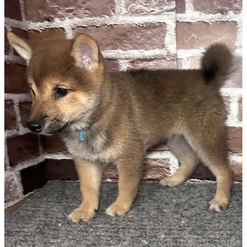 販売中の福岡県の豆柴-433926の3枚目