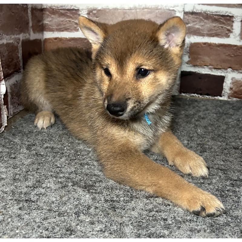 販売中の福岡県の豆柴-433926の2枚目