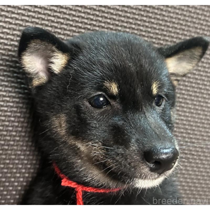 販売中の福岡県の豆柴-433927の14枚目