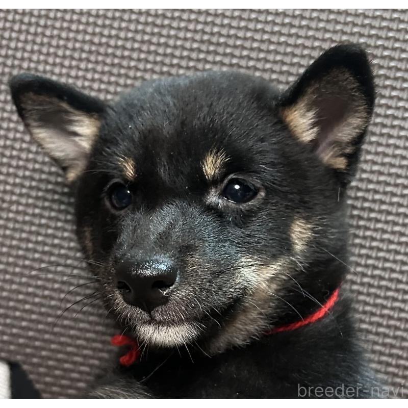 販売中の福岡県の豆柴-433927の13枚目