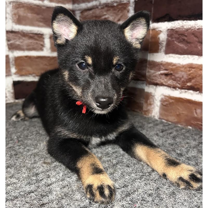 販売中の福岡県の豆柴-433927の12枚目