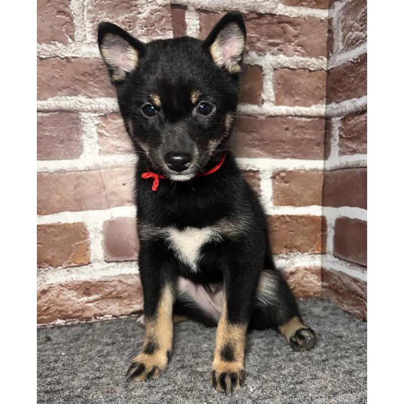 販売中の福岡県の豆柴-433927の11枚目