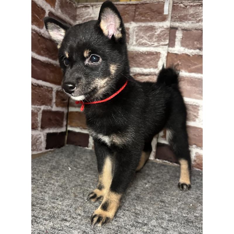 販売中の福岡県の豆柴-433927の10枚目