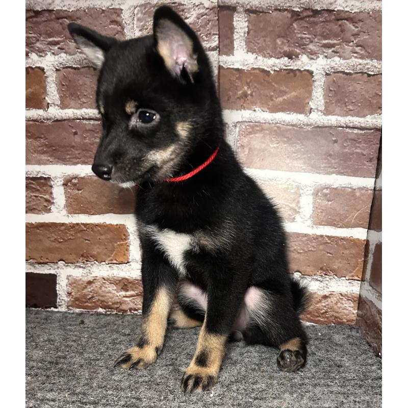 販売中の福岡県の豆柴-433927の9枚目