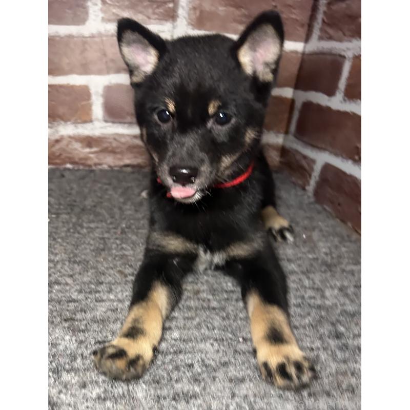 販売中の福岡県の豆柴-433927の8枚目