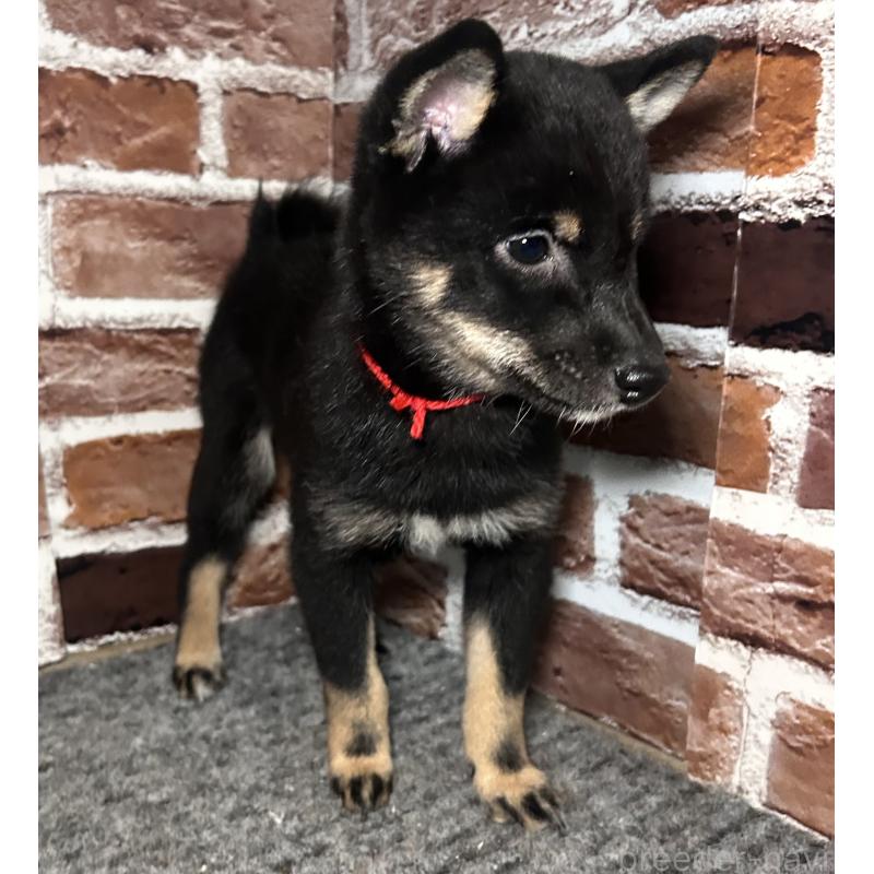 販売中の福岡県の豆柴-433927の7枚目