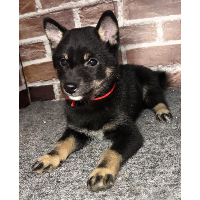 販売中の福岡県の豆柴-433927の6枚目