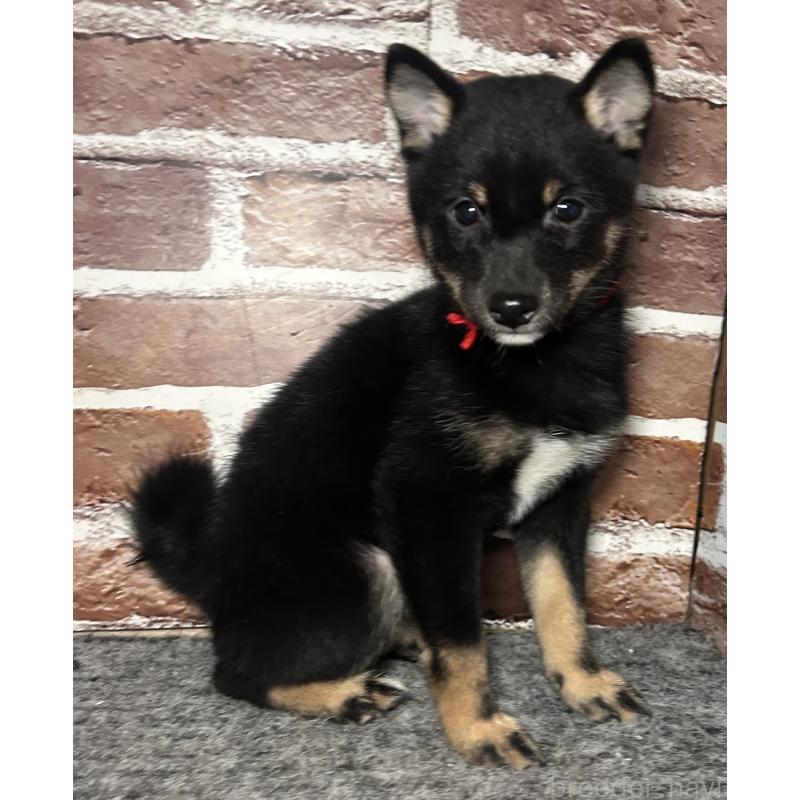 販売中の福岡県の豆柴-433927の5枚目