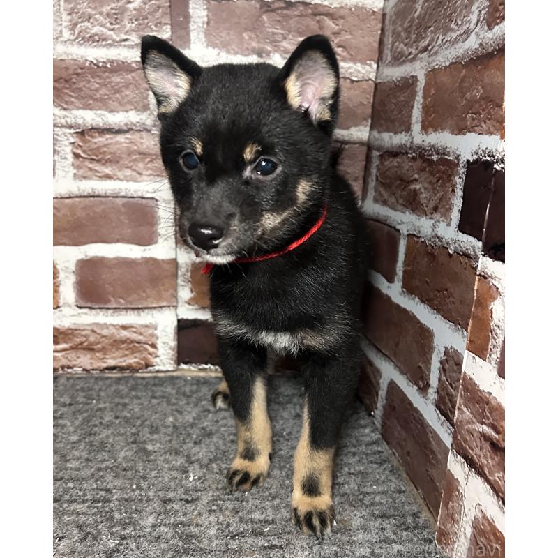 販売中の福岡県の豆柴-433927の4枚目