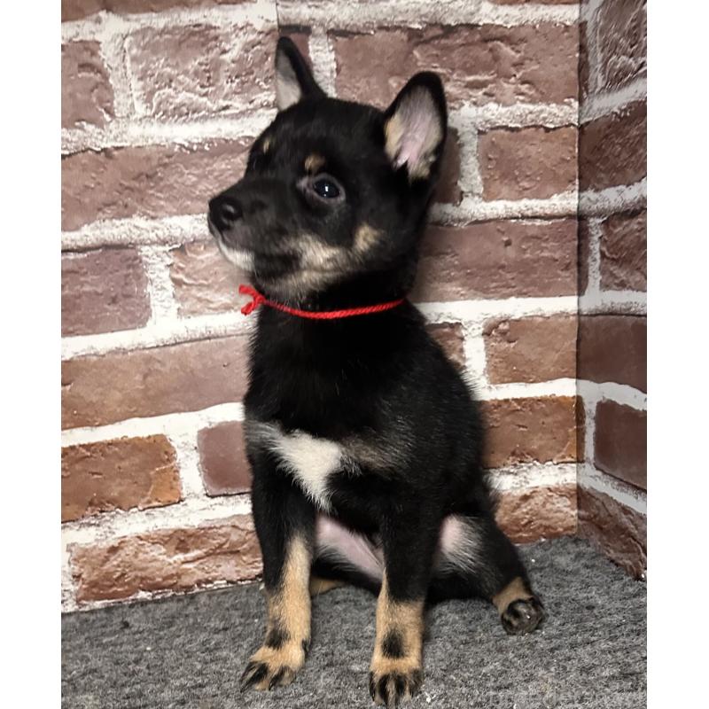 販売中の福岡県の豆柴-433927の3枚目