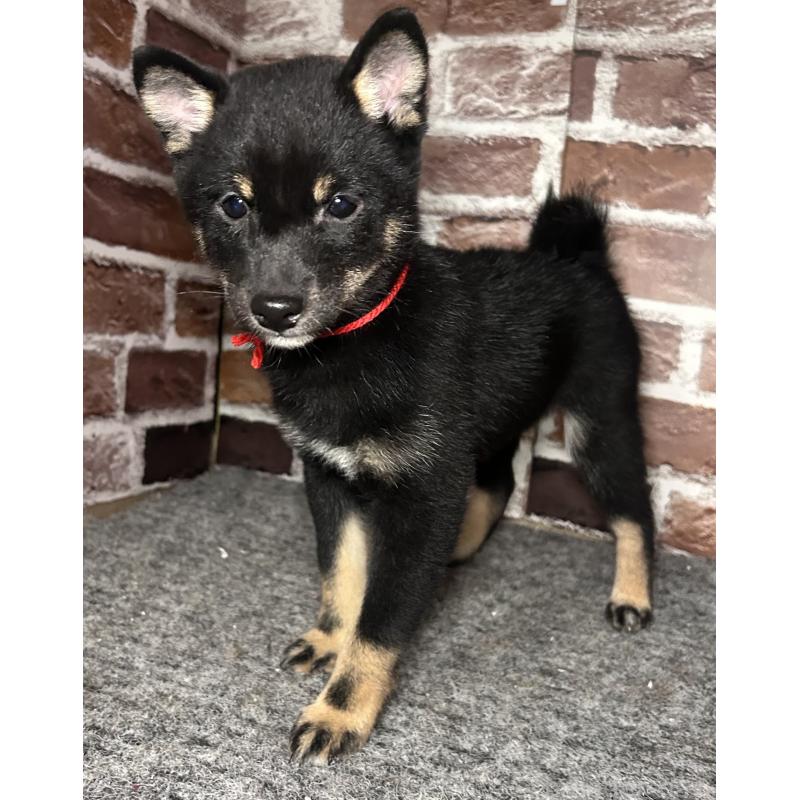 販売中の福岡県の豆柴-433927の2枚目