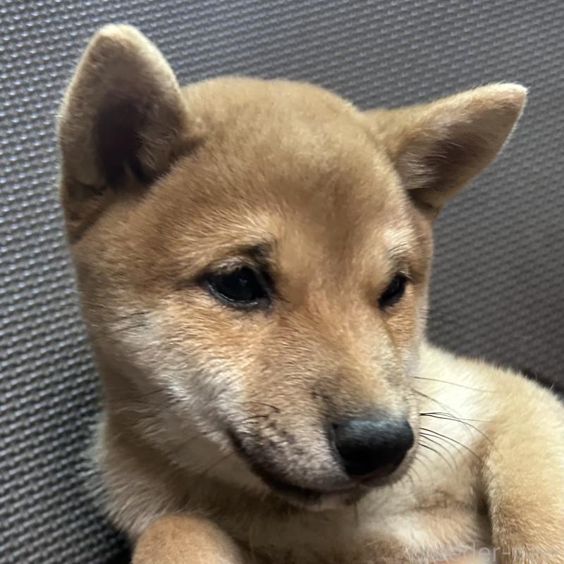 販売中の福岡県の豆柴-433928の13枚目