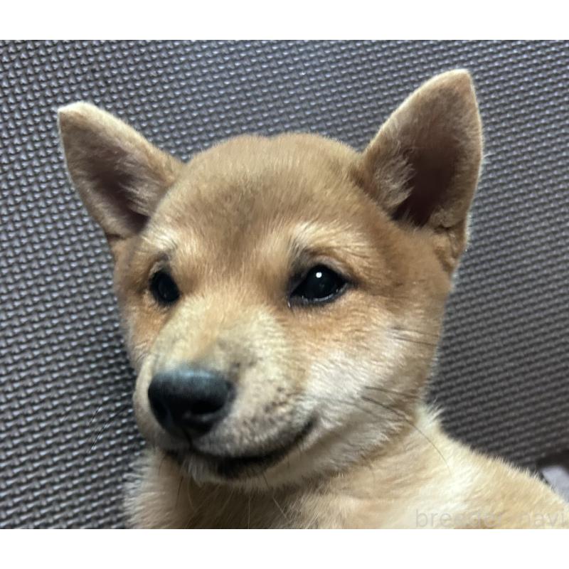 販売中の福岡県の豆柴-433928の12枚目