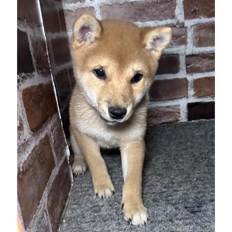 販売中の福岡県の豆柴-433928の11枚目