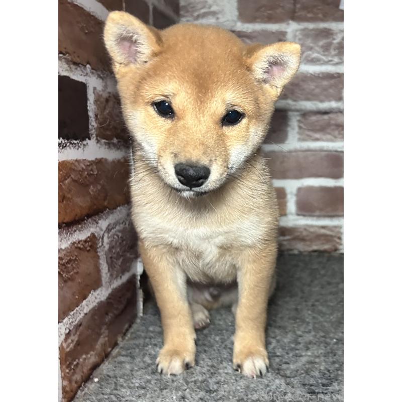 販売中の福岡県の豆柴-433928の10枚目