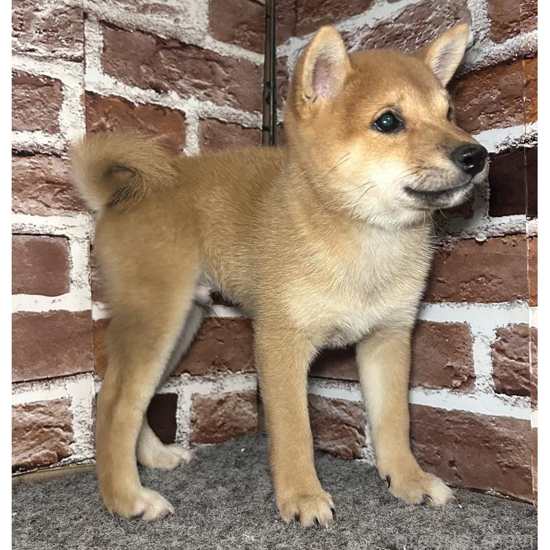 販売中の福岡県の豆柴-433928の9枚目