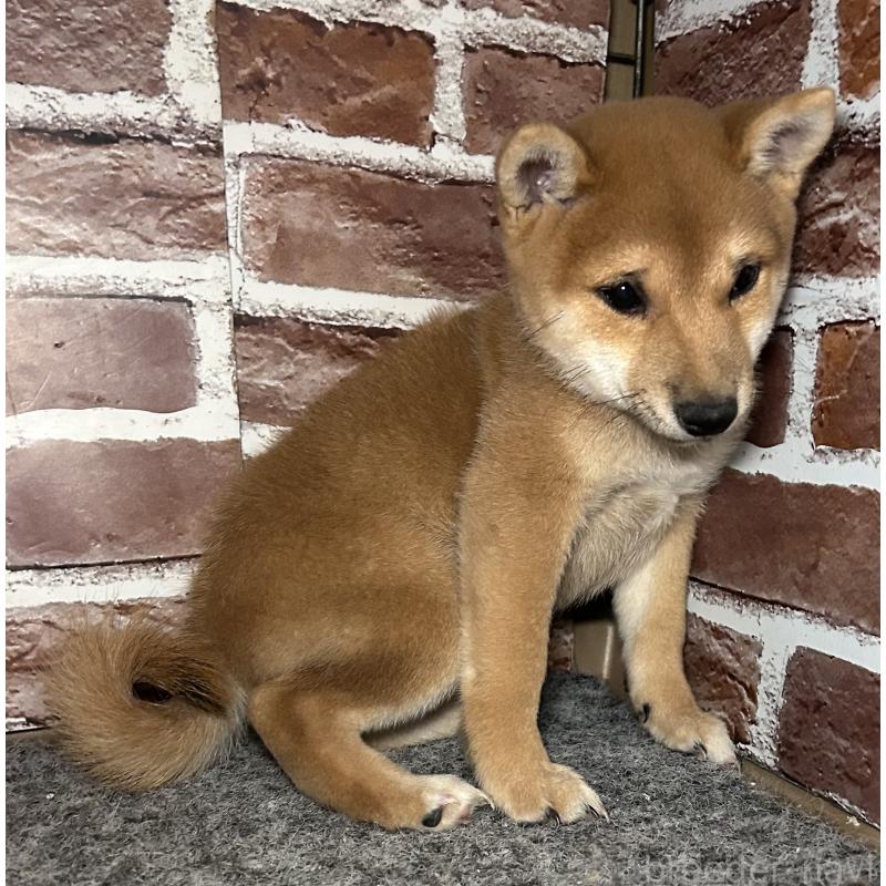 販売中の福岡県の豆柴-433928の8枚目