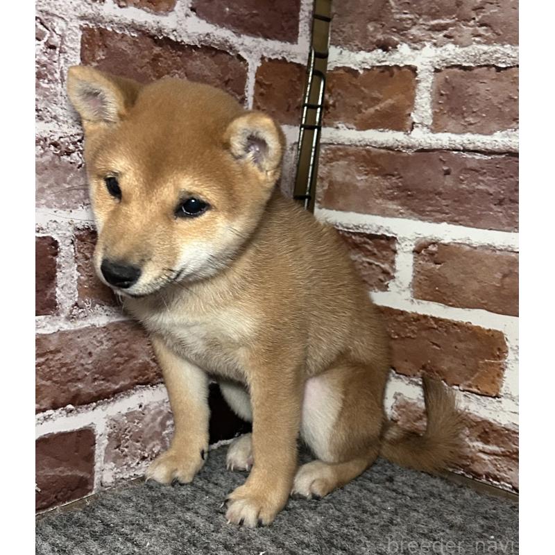 販売中の福岡県の豆柴-433928の7枚目