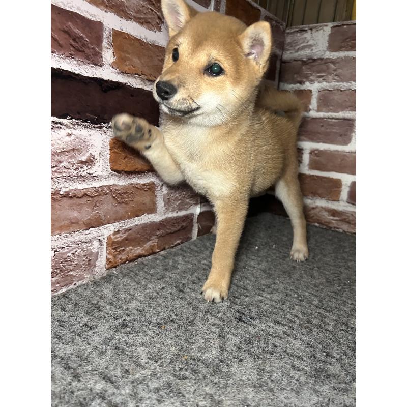 販売中の福岡県の豆柴-433928の6枚目