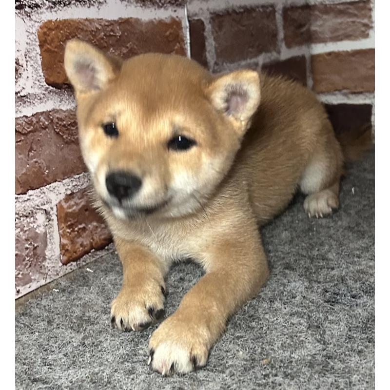 販売中の福岡県の豆柴-433928の5枚目