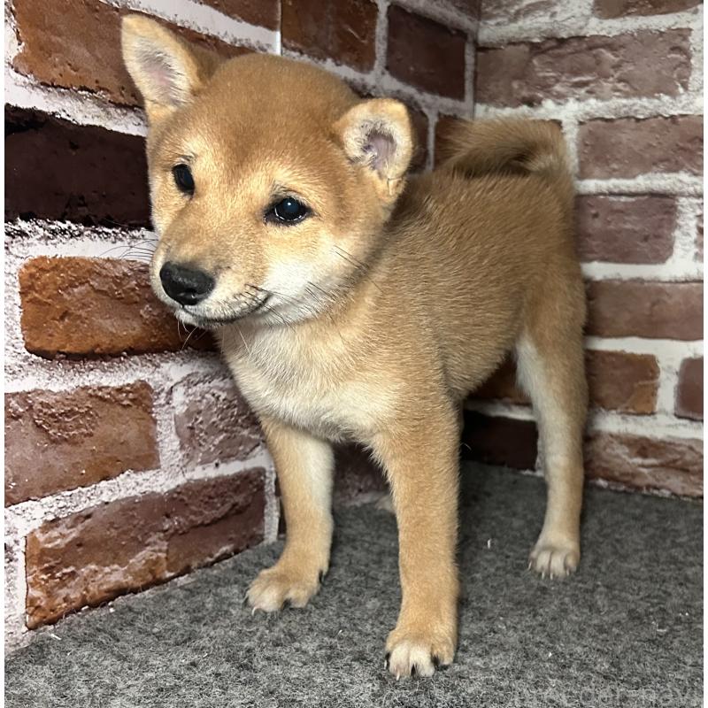 販売中の福岡県の豆柴-433928の4枚目