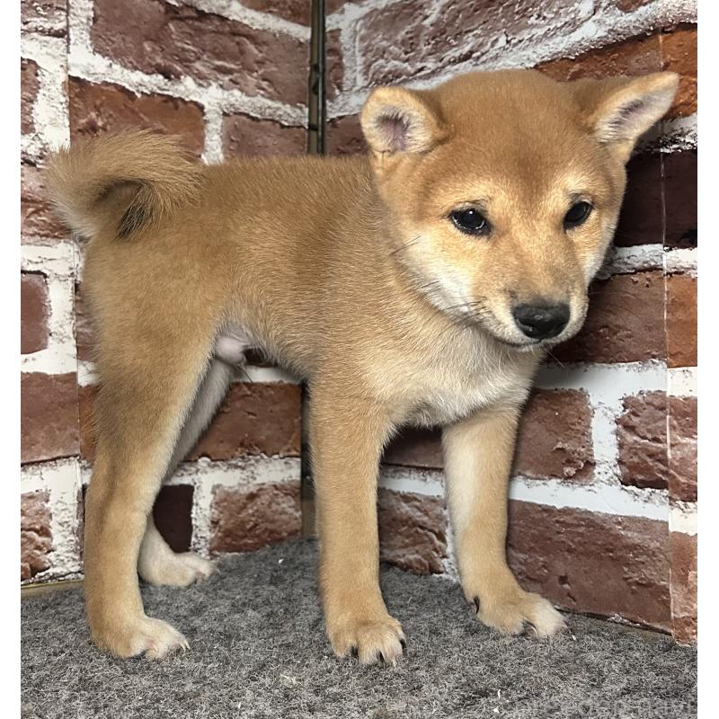 販売中の福岡県の豆柴-433928の3枚目