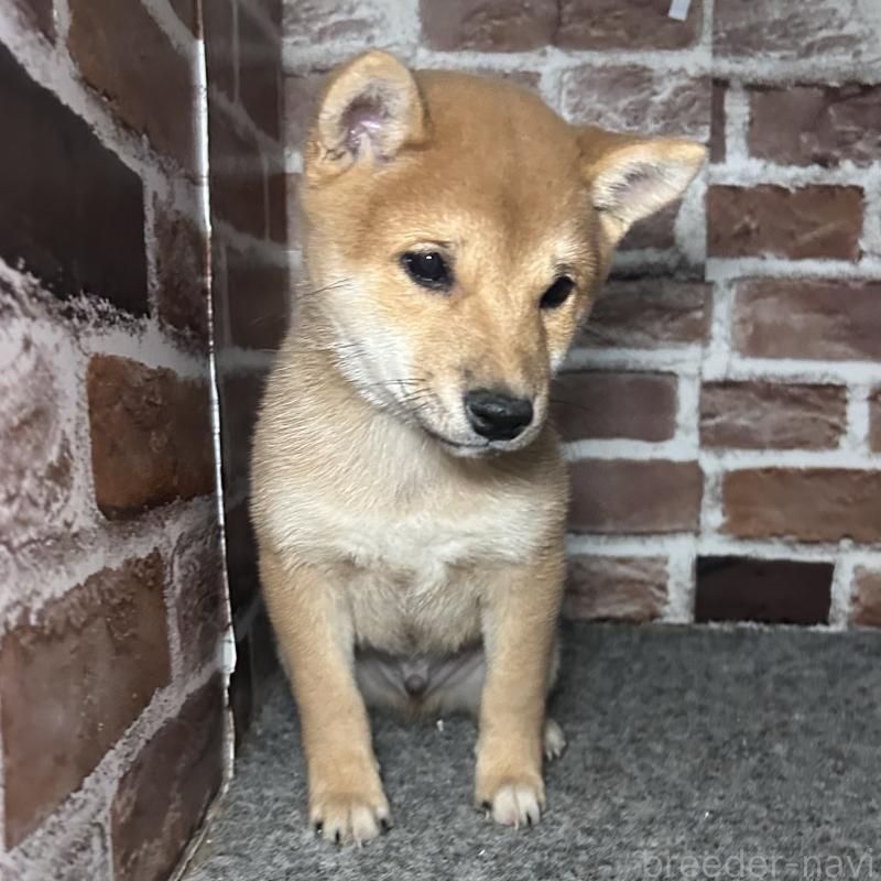 販売中の福岡県の豆柴-433928の2枚目