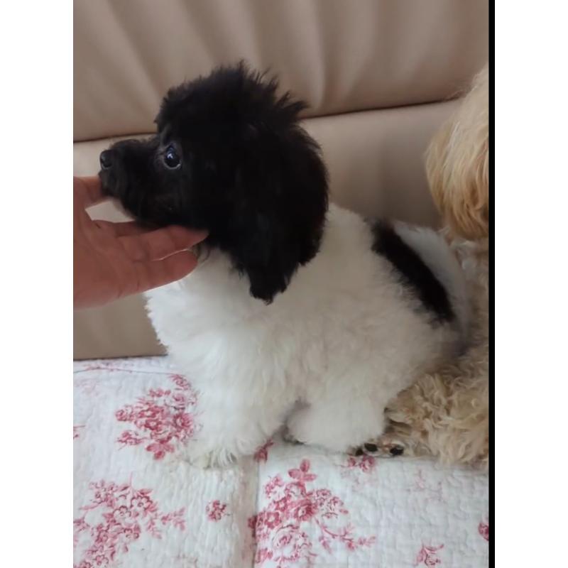 販売中の北海道のティーカッププードル-417937の13枚目