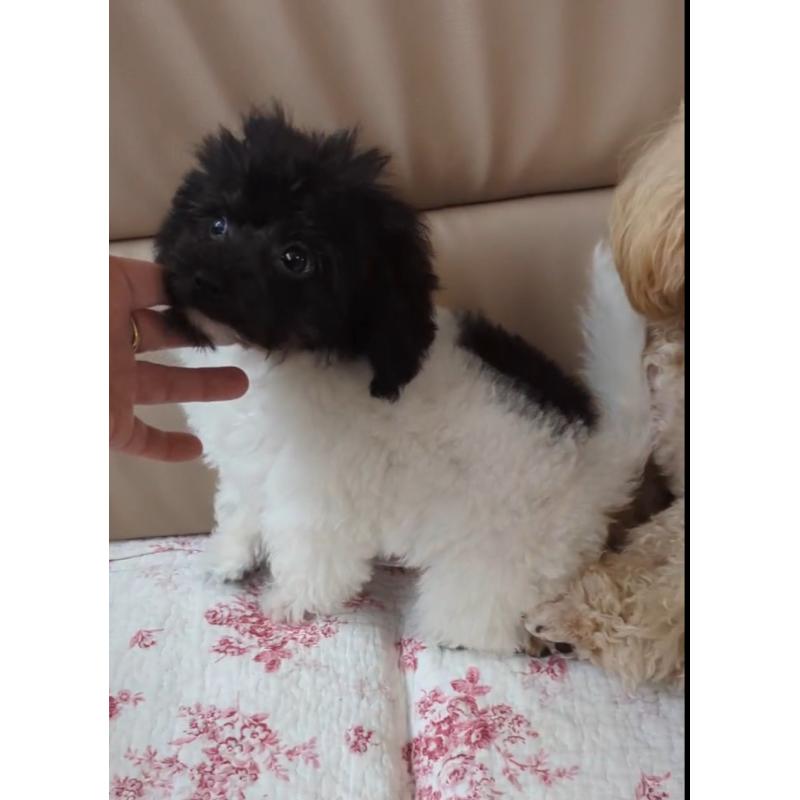 販売中の北海道のティーカッププードル-417937の12枚目