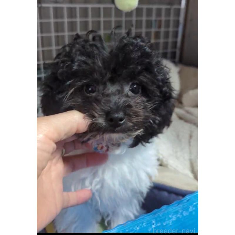 販売中の北海道のティーカッププードル-417937の8枚目