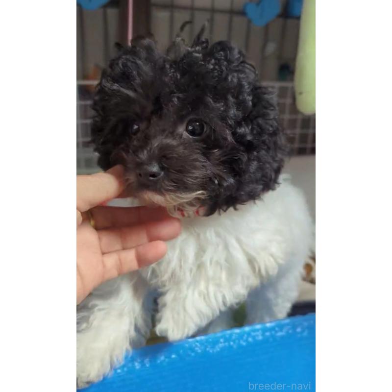 販売中の北海道のティーカッププードル-417937の7枚目