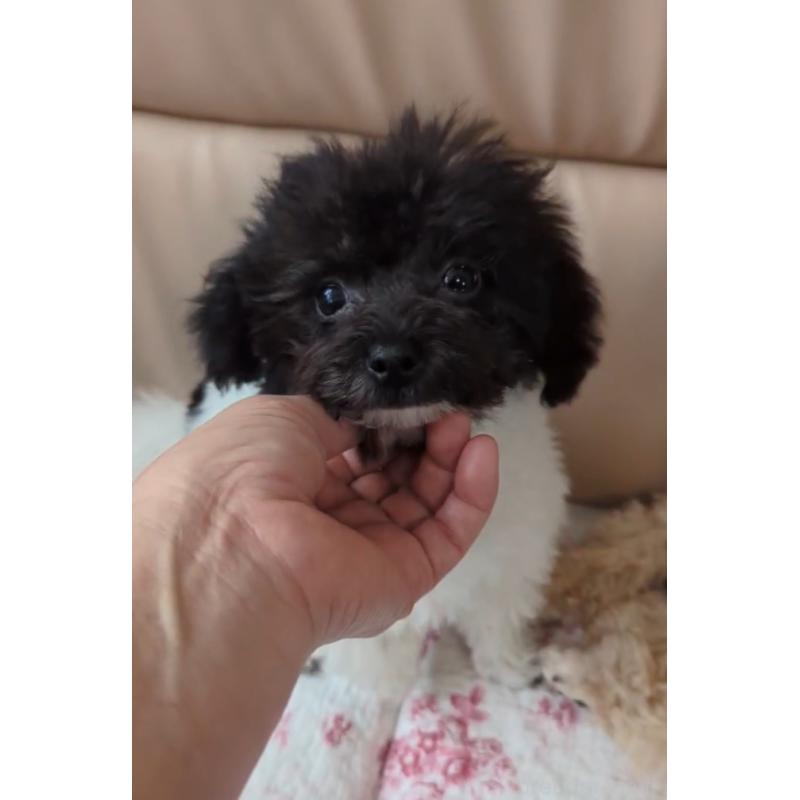 販売中の北海道のティーカッププードル-417937の6枚目