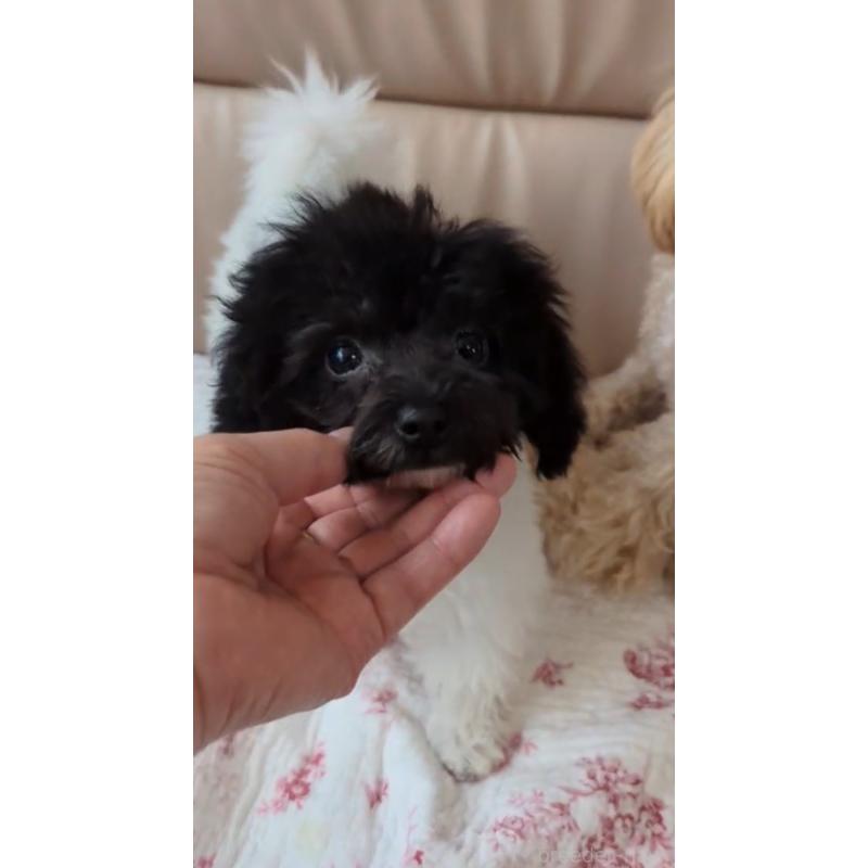 販売中の北海道のティーカッププードル-417937の4枚目