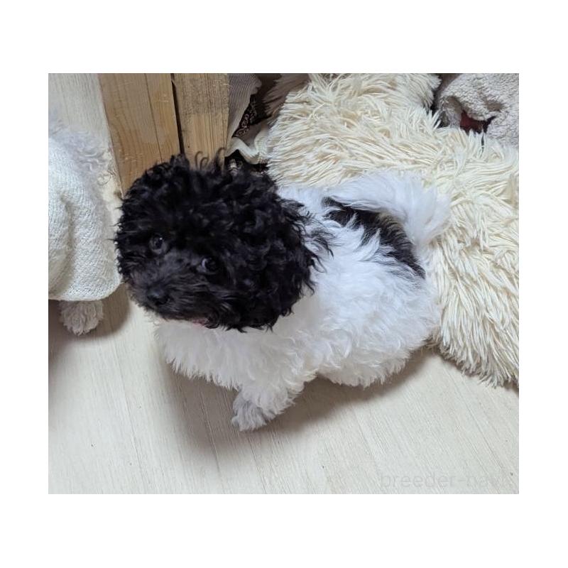 販売中の北海道のティーカッププードル-417937の2枚目