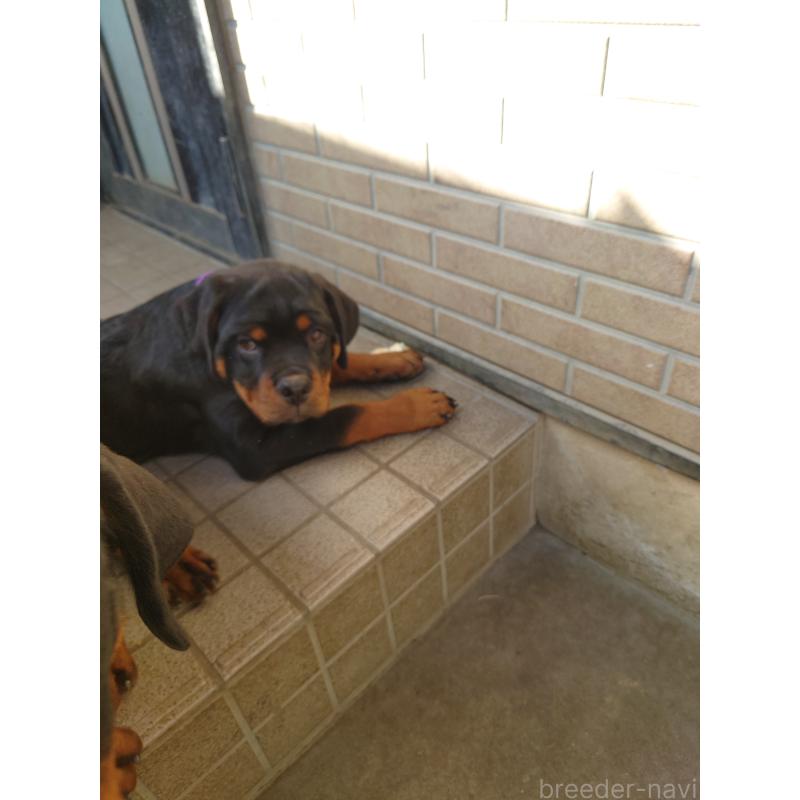 成約済の栃木県のロットワイラー-421574の4枚目