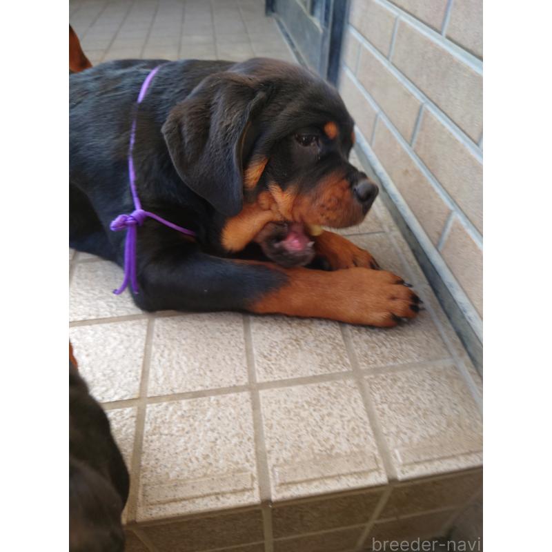 成約済の栃木県のロットワイラー-421574の3枚目