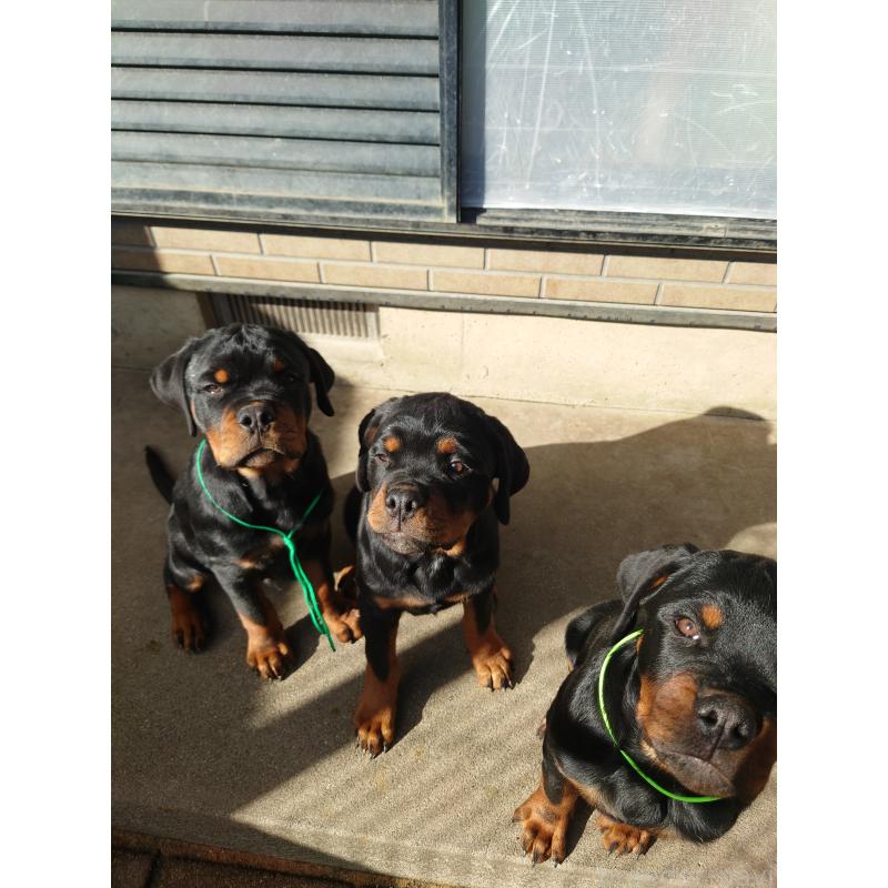 成約済の栃木県のロットワイラー-421575の2枚目