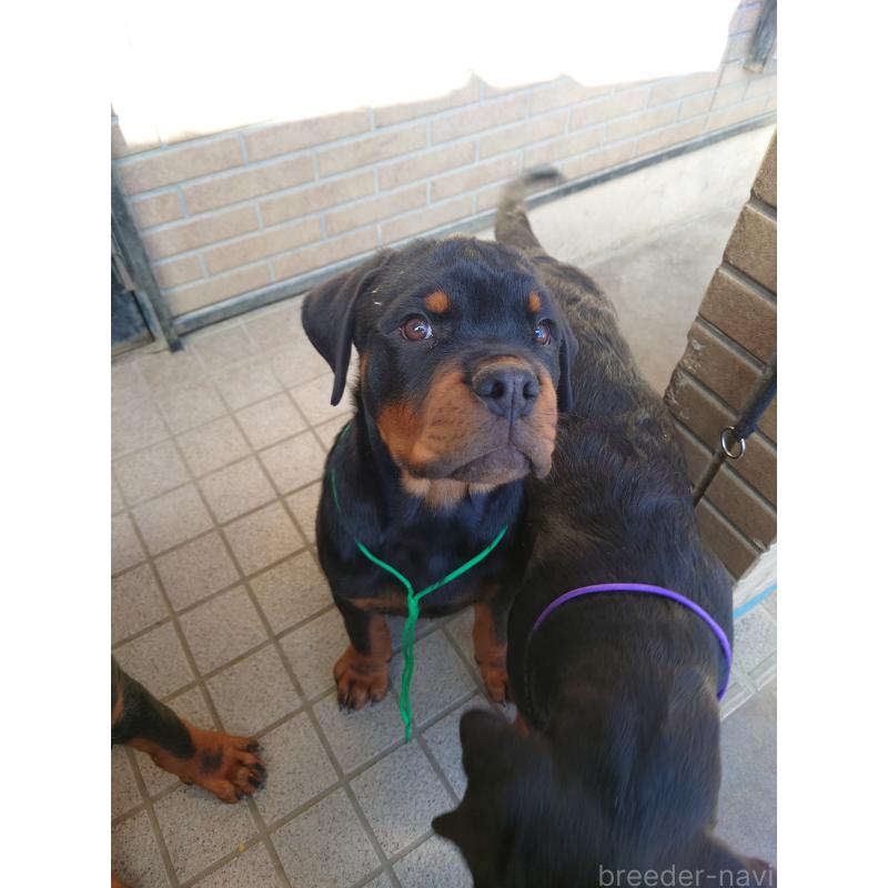 商談中の栃木県のロットワイラー-422580の3枚目